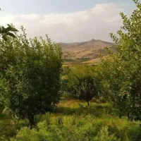 کارگر باغ