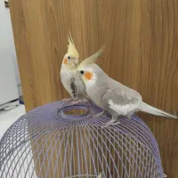 عروس هلندی|پرنده|هشتگرد, ینگی امام|دیوار