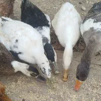اردک و غاز مفت