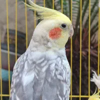 فروش عروس هلندی|پرنده|لاهیجان, رجایی|دیوار