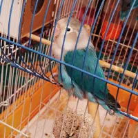 کوتوله جوان