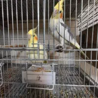 مولد صد درصد تضمینی رام و سخنگو|پرنده|پردیس, فاز ۱۱|دیوار