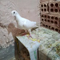 سفید پاک ماده|پرنده|سبزوار, هفت تیر|دیوار