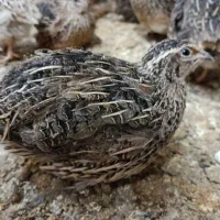 فروش بلدرچین|پرنده|کهک, |دیوار