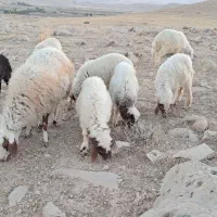 بره ومیش فروش|حیوانات مزرعه|سرپل ذهاب, |دیوار