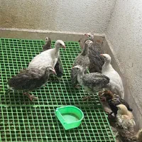جوجه مرغ شاخ دار|حیوانات مزرعه|شیراز, کاراندیش|دیوار