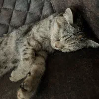 گربه گمشده حوالی شریعتی