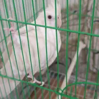 عروس هلندی آلبینو ماده