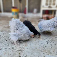 ست کوشین بلو و بلک|حیوانات مزرعه|اردکان, |دیوار