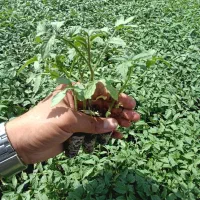 گلخانه رویش.تولیدکننده انواع نشا با کیفیت مناسب