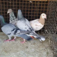 کبوتر
