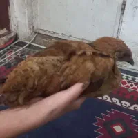 نیمچه مرغ محلی