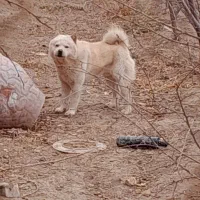 سگ چاوچاو|سگ|اصفهان, امیرعرب|دیوار