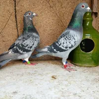 کبوتر پلاکی مسافت بلند|پرنده|قم, پامنار|دیوار