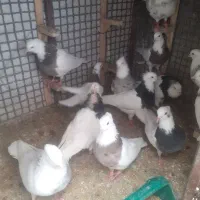 کبوتر طوقی هفت رنگ