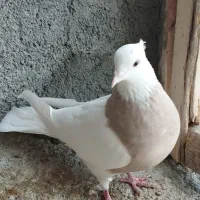 طوقی  سینه سیاه|پرنده|شهرضا, |دیوار