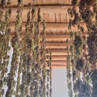 کشمش سایه خشک