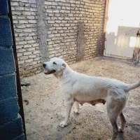 ماده دریای قهرمان