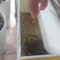 عروس هلندی|پرنده|شوط, |دیوار