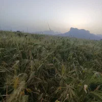 فروش جو