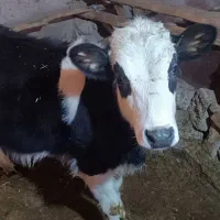 گاو|حیوانات مزرعه|کرانی, |دیوار