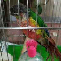 گرینچیک با کلیه لوازم و قفس به قیمت توافقی|پرنده|قم, نخودی|دیوار