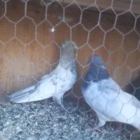 کبوتر|پرنده|ساوه, |دیوار