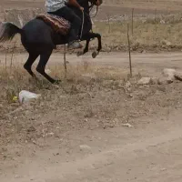 اسب|اسب و تجهیزات اسبسواری|نیر (اردبیل), |دیوار