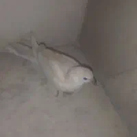 کبوتر خانگی