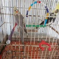 طوطی عروس|پرنده|صومعهسرا, |دیوار