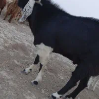 کره نر اصل مری|حیوانات مزرعه|هامون, |دیوار