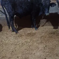 دوعدد گوساله نر مخصوص پای پروار|حیوانات مزرعه|حسین آباد, |دیوار