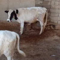 گاو و گوساله