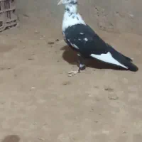 کفتر رنگه|پرنده|تربت جام, کشتارگاه|دیوار