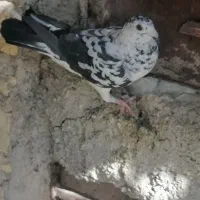 سلام گلی ماده جوان عالی