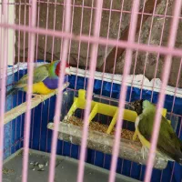 فروش فوری یک جفت فنچ گلدین اروپایی بالغ