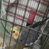 عروس هُلندی یه جفت نرو ماده ۲عدد کرم رنگ