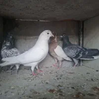 کبوتر