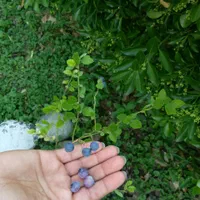 خدمات تخصصی باغبانی و فضای سبز در رشت و گیلان|خدمات باغبانی و درختکاری|رشت, گلسار|دیوار
