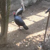 بوقلمون