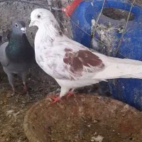 کبوتر|پرنده|چرداول, |دیوار