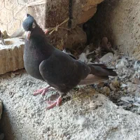 پنجتا کفتر روهم