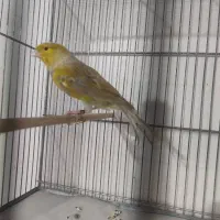 فروش فوری قناری زردزیتوتی )نر)قرص بخوان(تهران