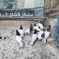 کبوتر کله ای|پرنده|اصفهان, ارغوانیه|دیوار