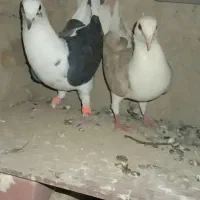 چند جفت کبوتر