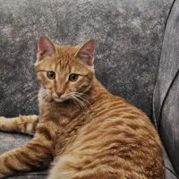 واگذاری گربه نارنجی