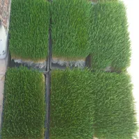 علوفه دام وطیور