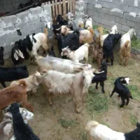 بز زاییده|حیوانات مزرعه|بهبهان, |دیوار