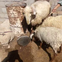 قوچ جوان سر حال|حیوانات مزرعه|پاتاوه, |دیوار