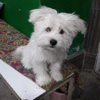 واگذاری سگ شیتزو (نر)